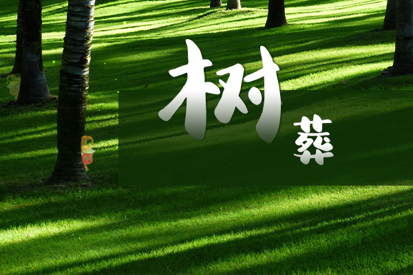 生态树葬