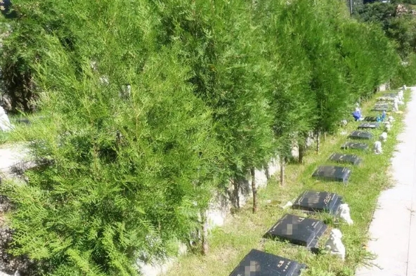 九公山陵园树葬环境怎么样？
